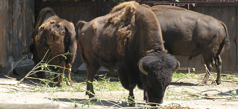 网站ddos隐藏源ip